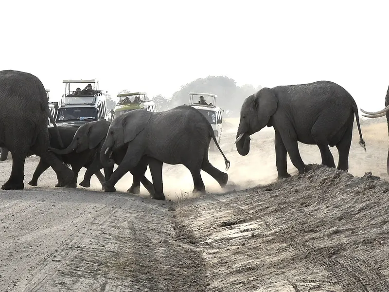 Safari vehicle among crossing elephants in Amboseli