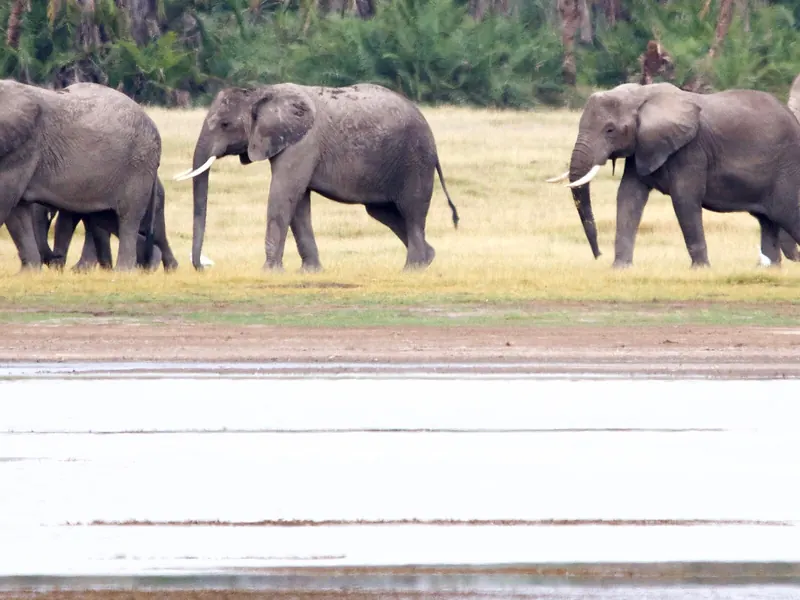 Elephants beside shallow water and palms in Amboseli