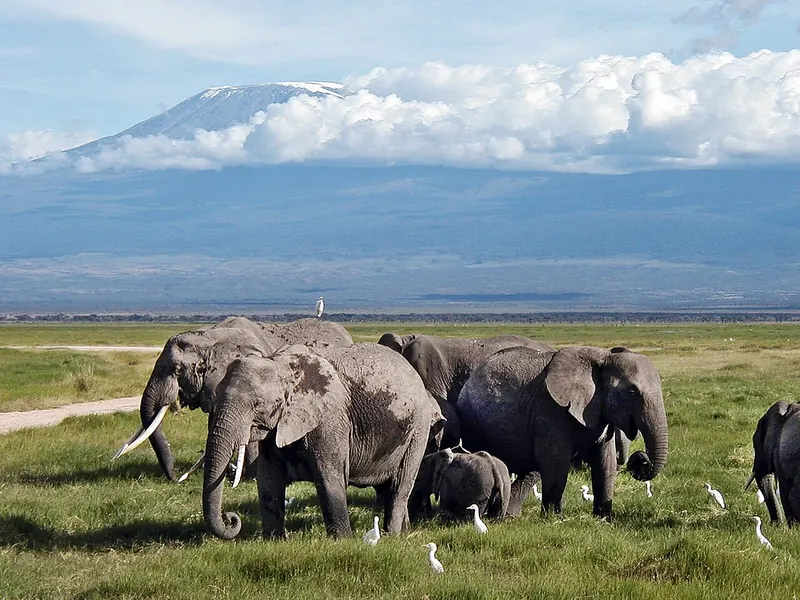 Elephants walking in front of Kilimanjaro, Amboseli day trip