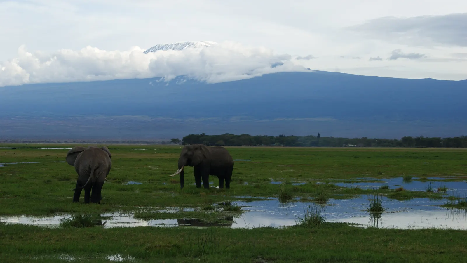 Elephants in the Amboseli swamps with Mount Kilimanjaro behind