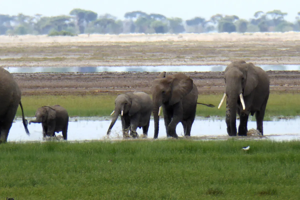 Elephants wading at the edge of a swamp in Amboseli