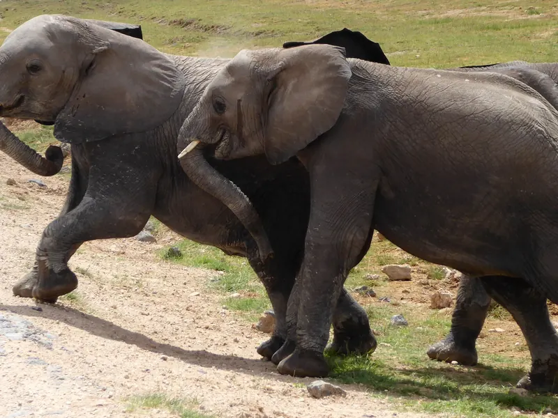 Elephants passing close to a safari vehicle in Amboseli