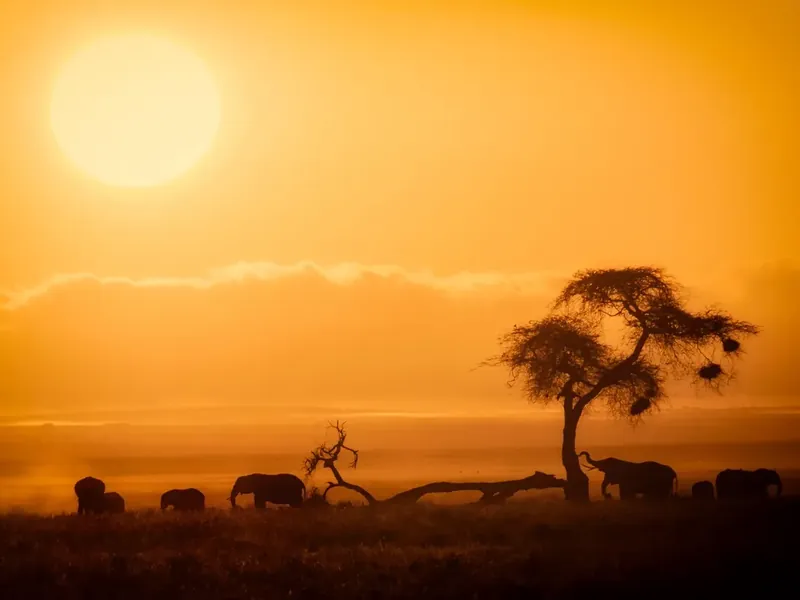 Acacia silhouette against the setting sun with elephants below in Amboseli