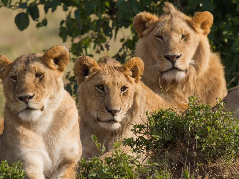Lions resting together in the Masai Mara