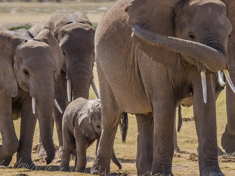 Elephant family close up in Amboseli