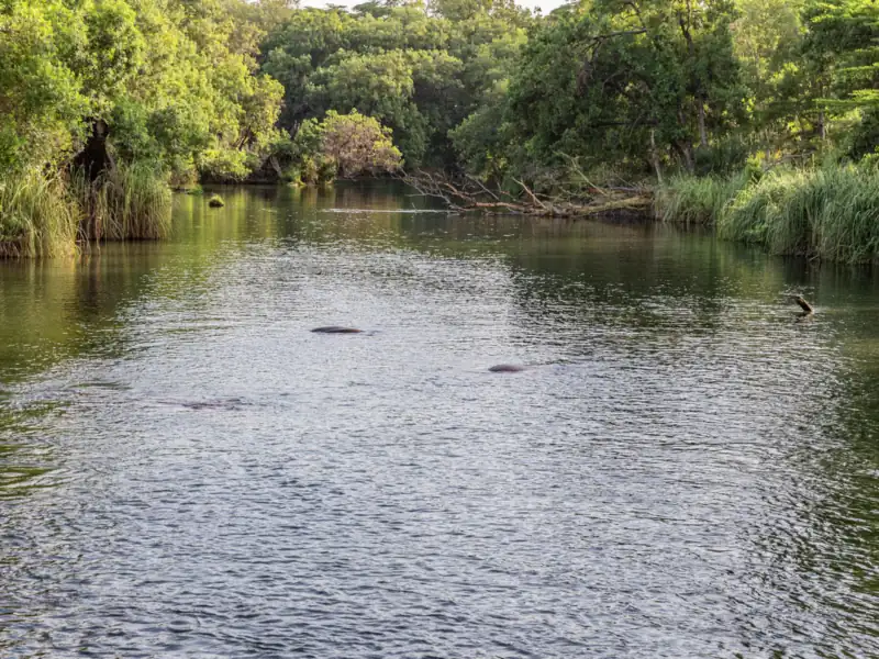 Mzima Springs in Tsavo West