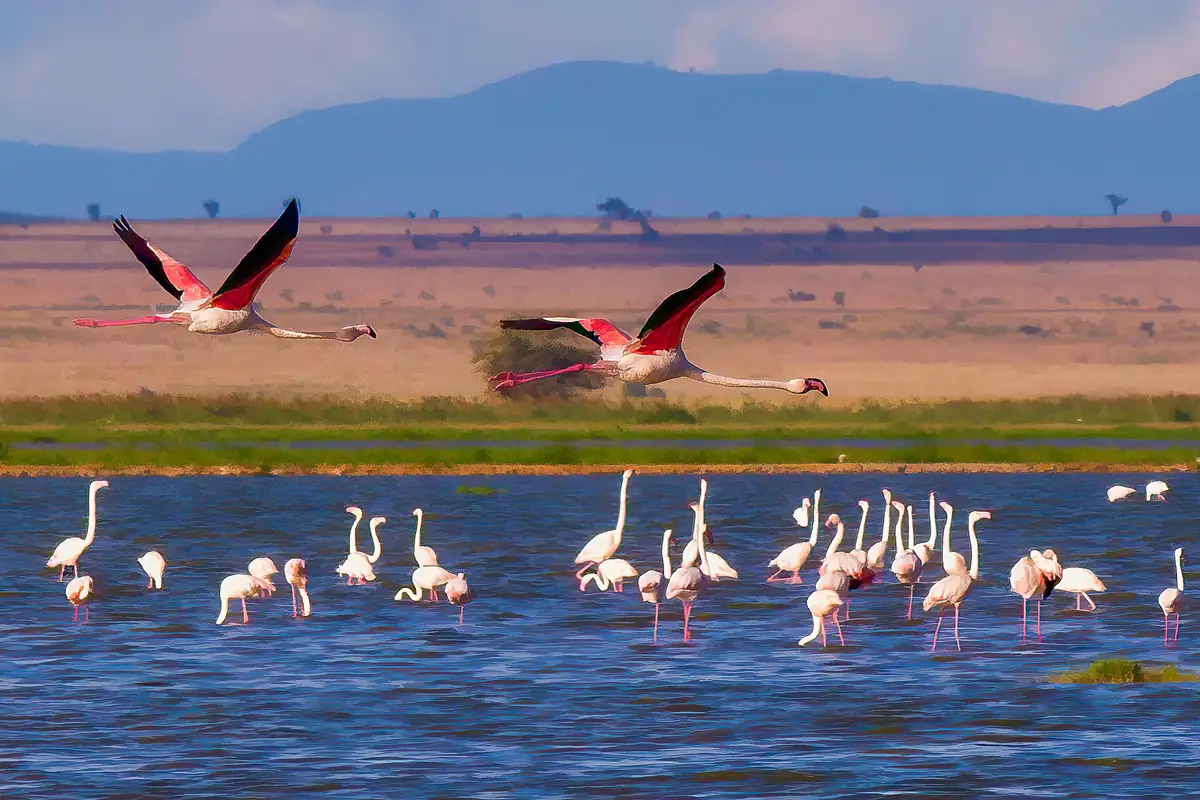 Flamingos wading in a lake in Amboseli with flamingos flying above