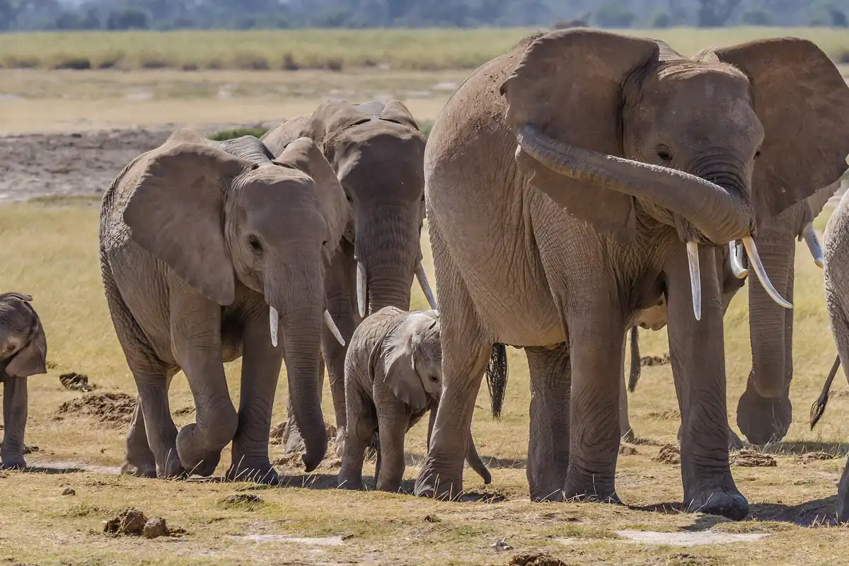 Elephant family herd with calves on the Amboseli plains