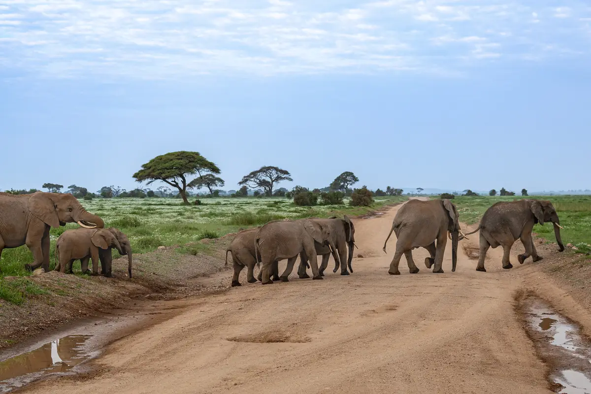 Elephants crossing a dirt track in Amboseli