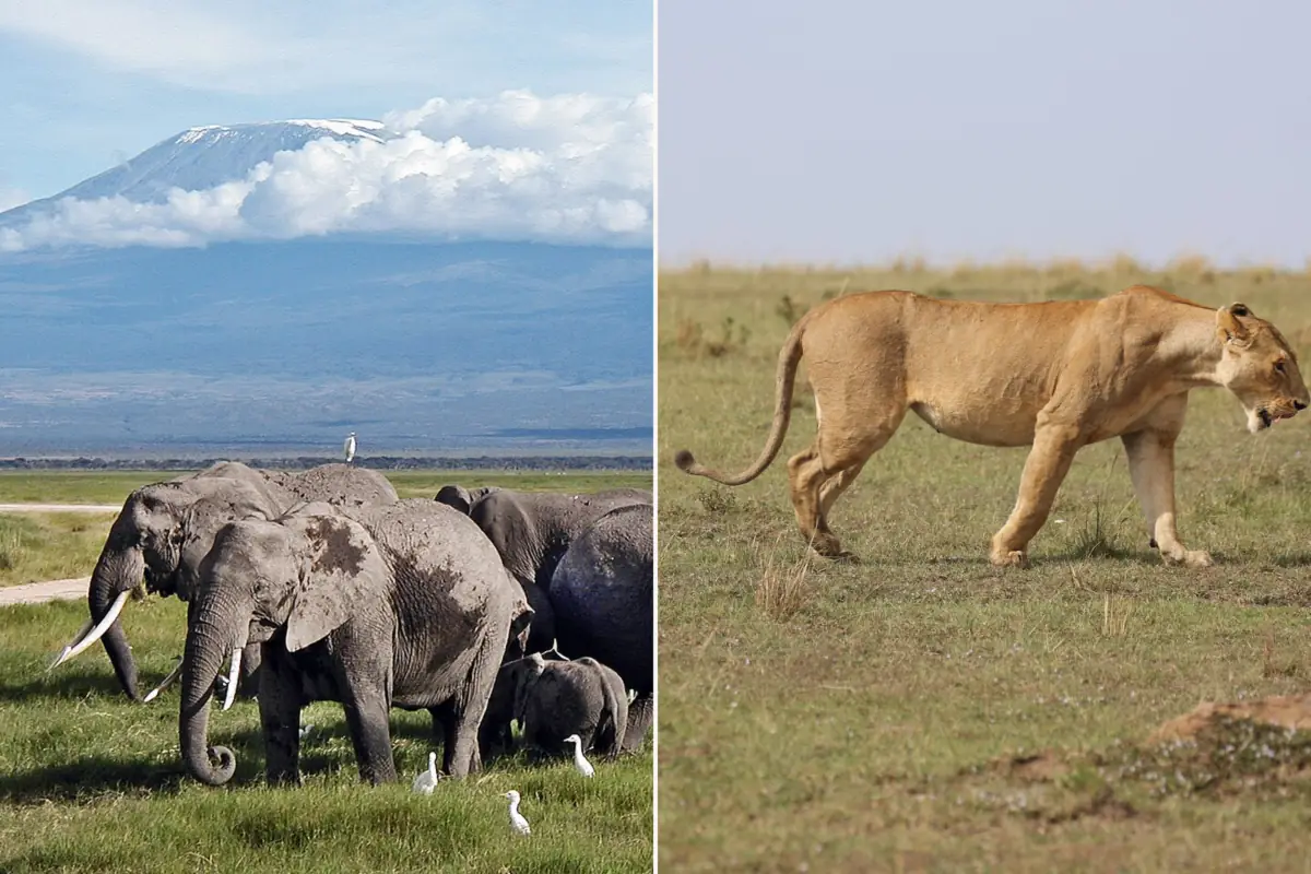 Elephants with Kilimanjaro in Amboseli beside lionesses in the Masai Mara