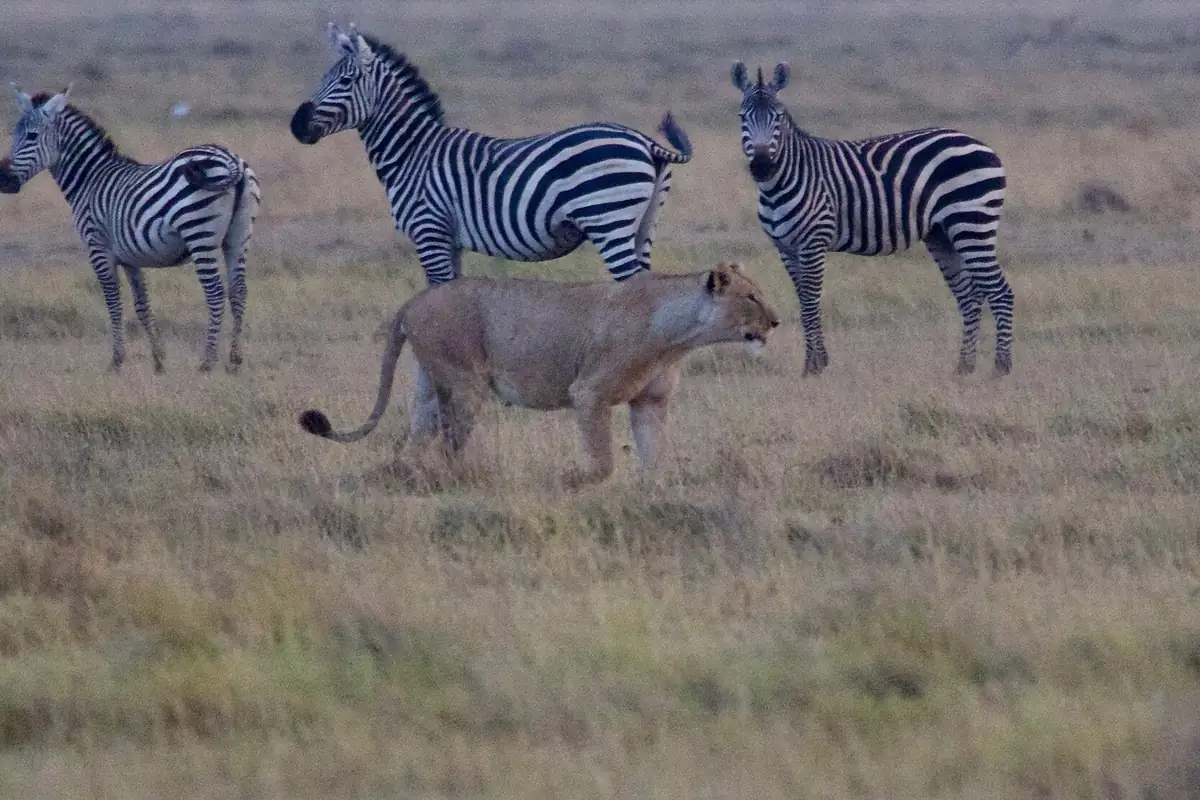 Zebras and a lioness on the Amboseli plains at dusk