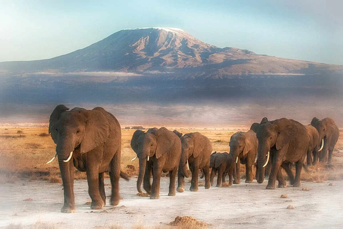 Elephants walking through dust with Mount Kilimanjaro behind in Amboseli