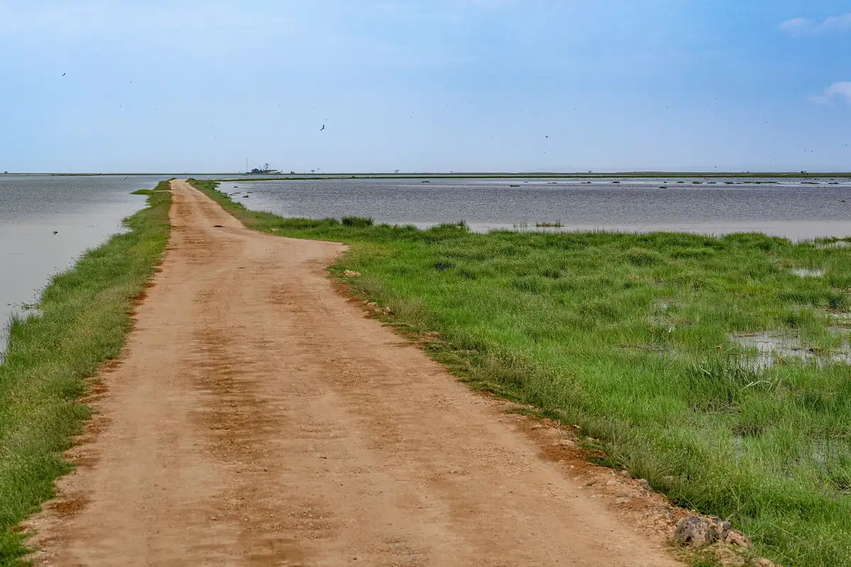Dirt road running beside the Amboseli swamp