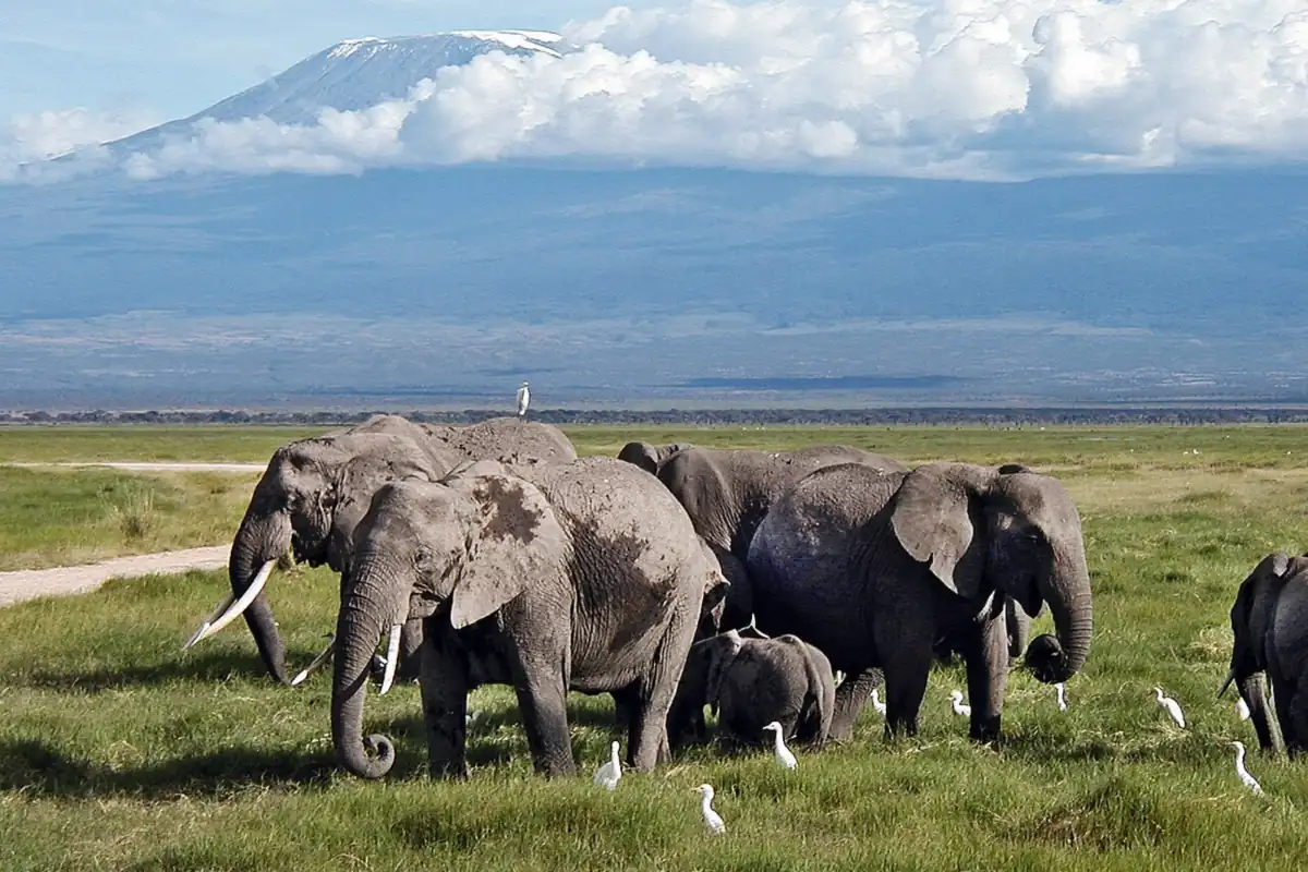 Elephant family with calves in front of Mount Kilimanjaro, Amboseli