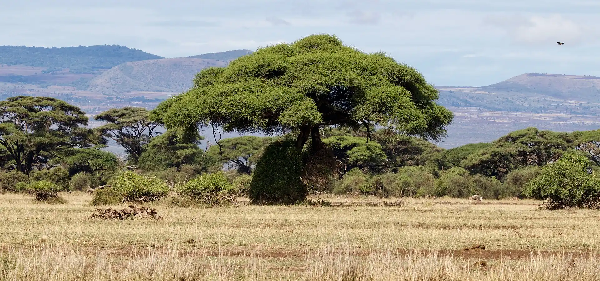 Acacia trees on the Amboseli plains with hills behind