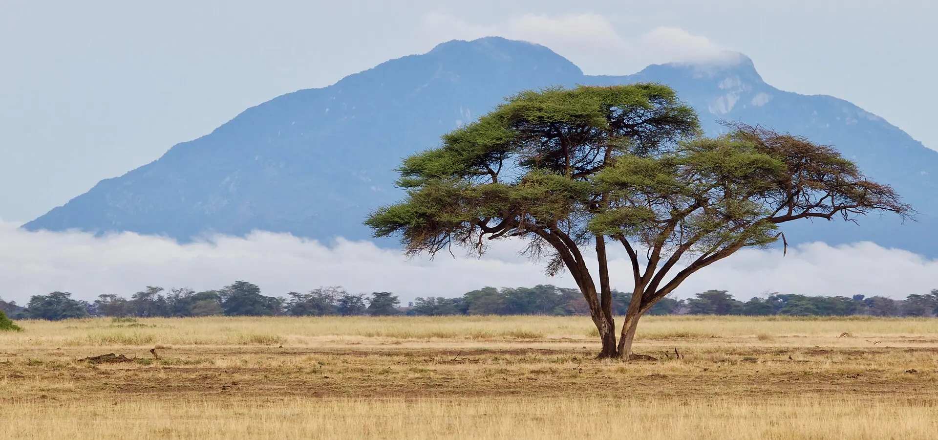 Acacia tree on the plains with a mountain behind near Amboseli