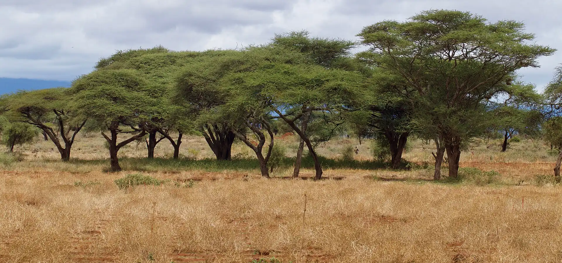 Acacia woodland on the Amboseli savannah