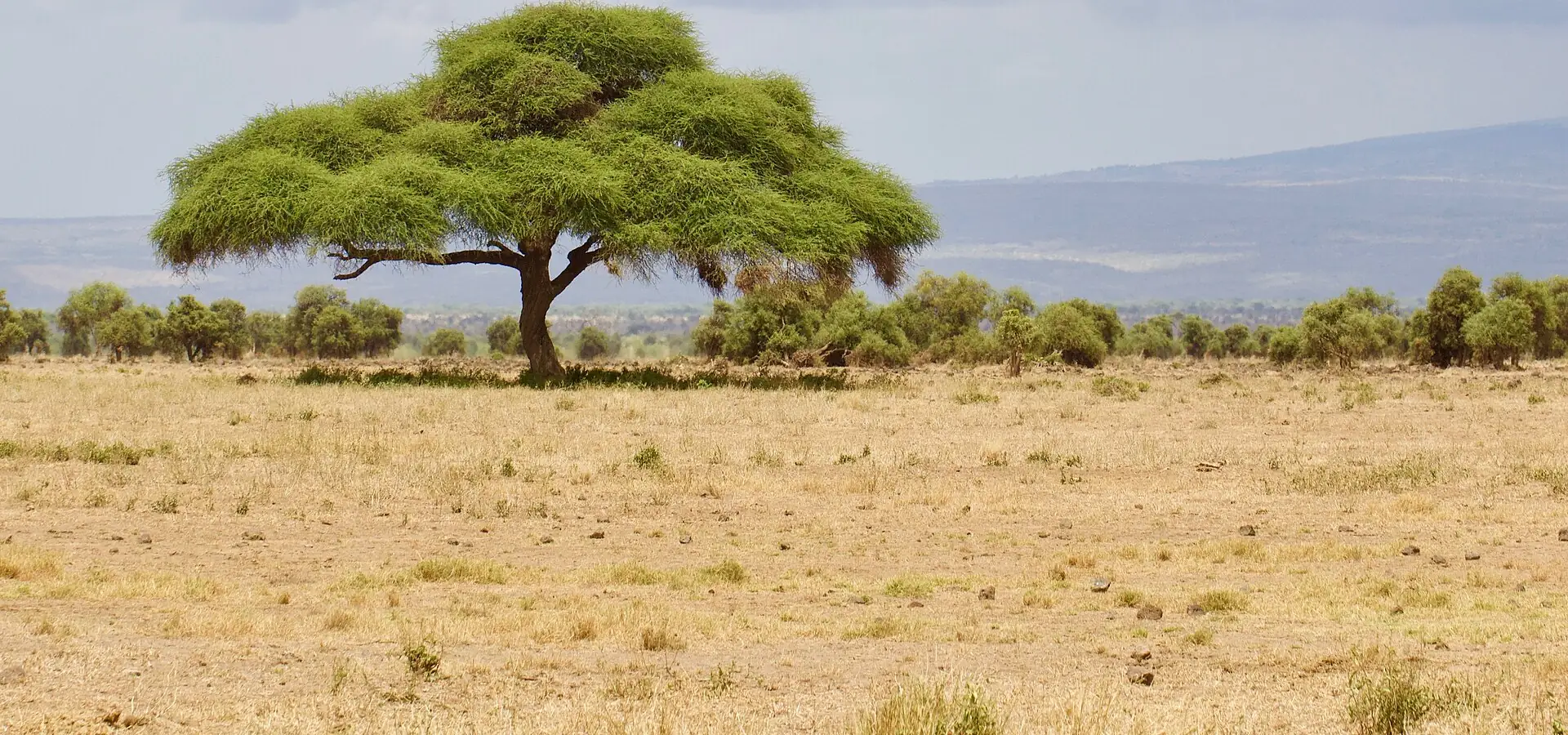 Acacia tree on the Amboseli savannah