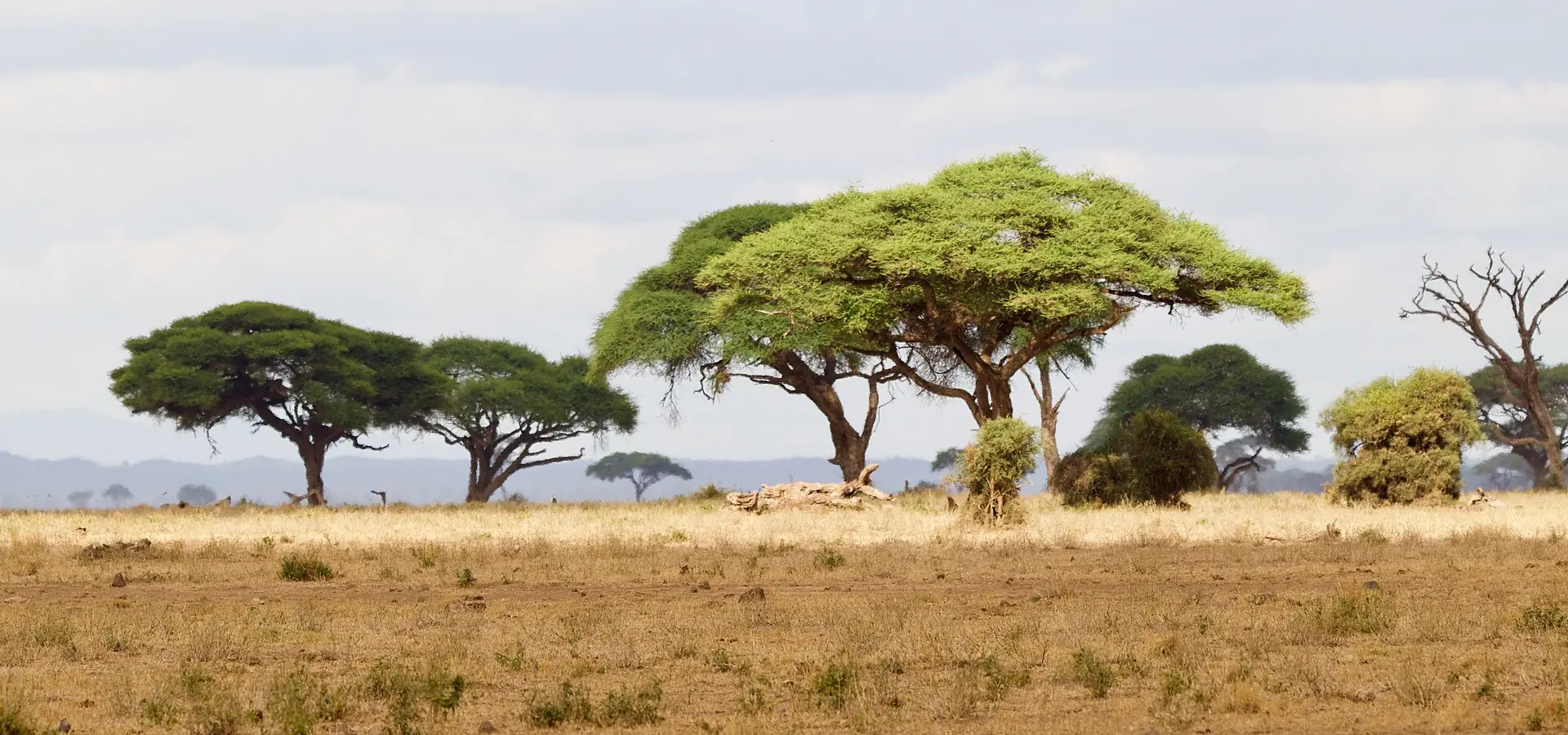 Acacias on the savannah near Amboseli