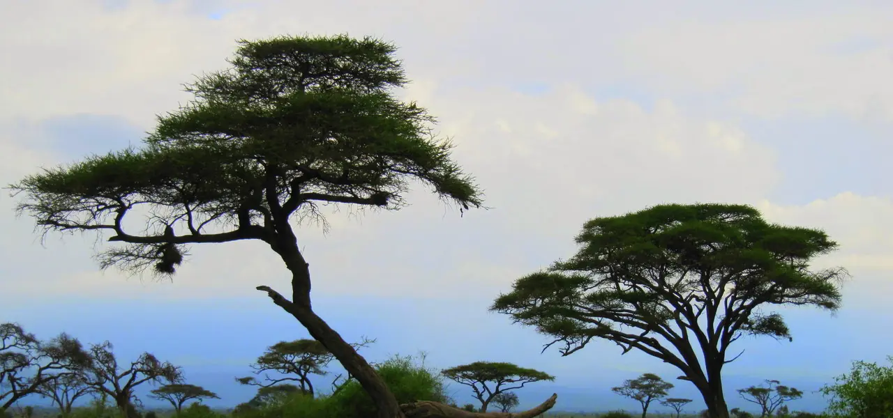 Acacia trees on the Amboseli plains