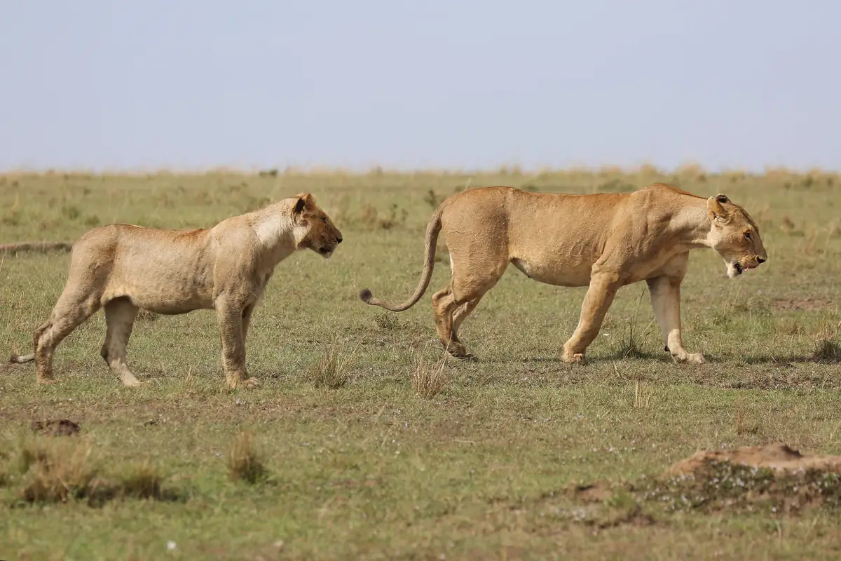 Two lionesses walking across the open plains of the Masai Mara